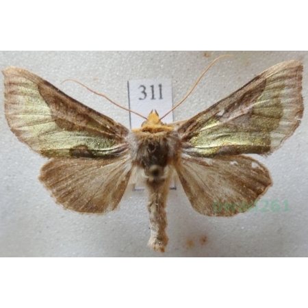 Diachrysia stenochrysis (Warren, 1913) Błyszczka nibyspiżówka Czech31l